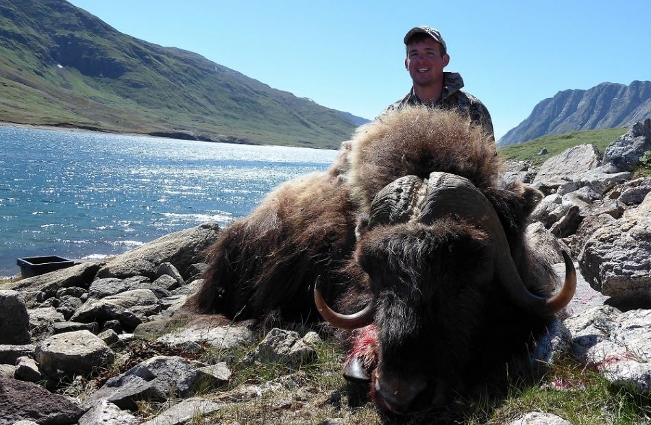 Musk ox bow hunting in Greenland has 100% success rate